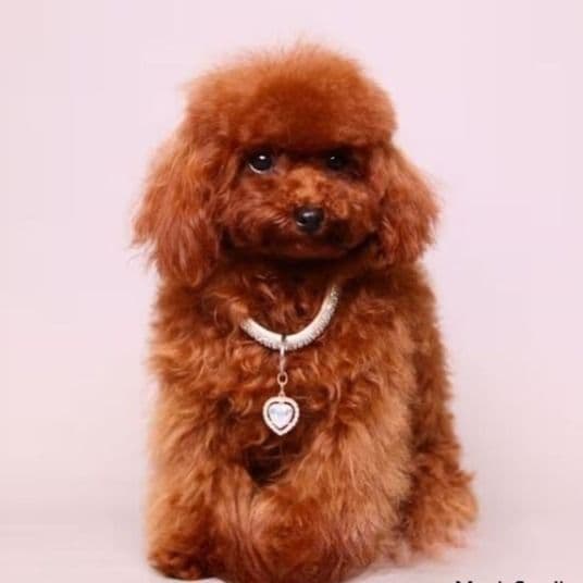 Mindjey mahogany teacup - Toy Poodle Female
