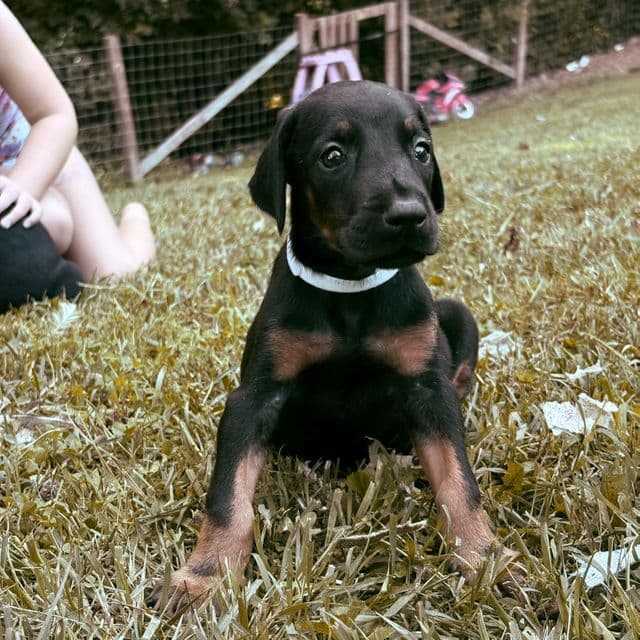 Ghost - Doberman Pinscher Male