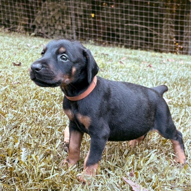 Kodiak - Doberman Pinscher Male