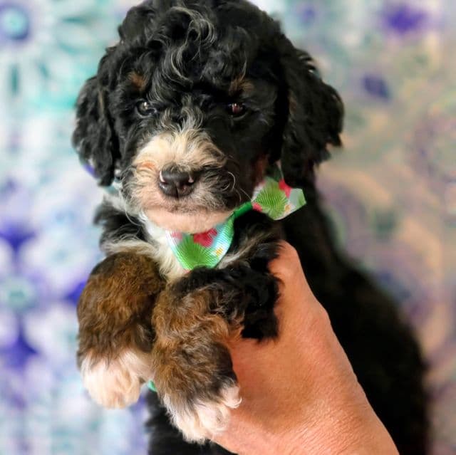 Babe- mini - Bernedoodle Male