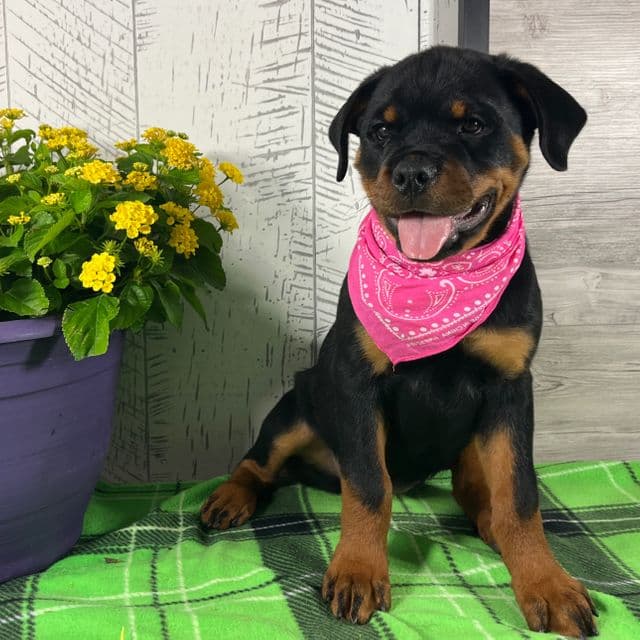 Emma - Rottweiler Female