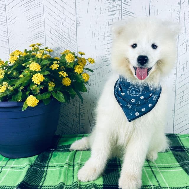 Cooper - Samoyed Male