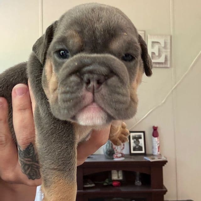 Girl 1 - English Bulldog Female