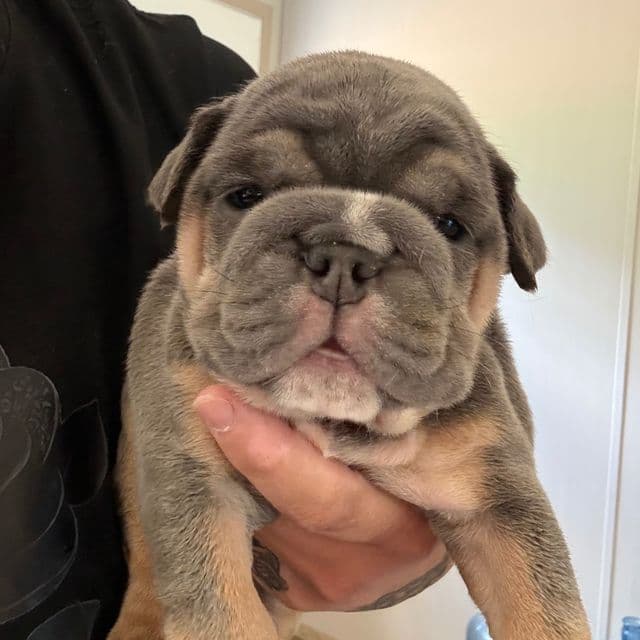 Girl 2 - English Bulldog Female