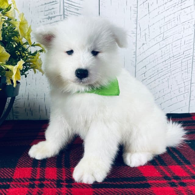 Sunny - Samoyed Male
