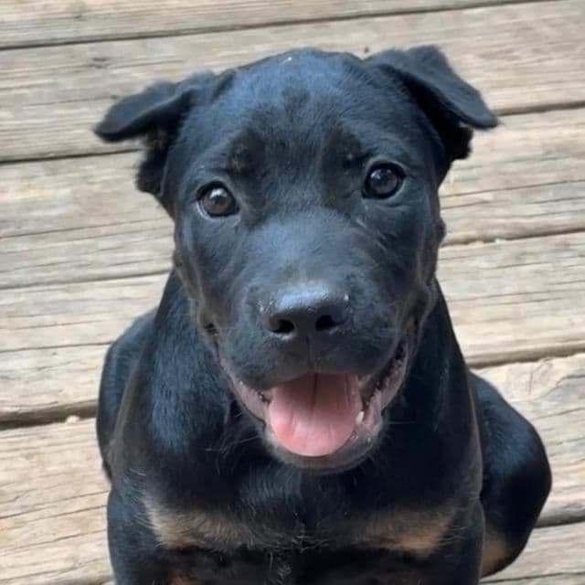 Dewey Riley - Cane Corso Male
