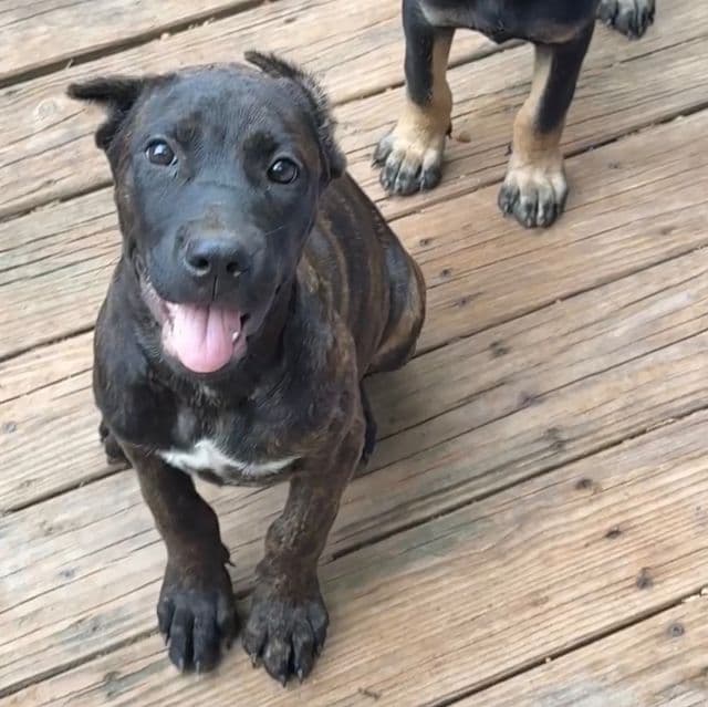 Tatum Riley - Cane Corso Female