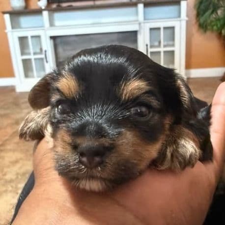 Boy 1 - Yorkshire Terrier Male