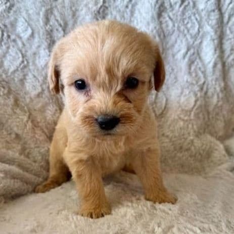 BLUE BOY - F1B - Goldendoodle Male