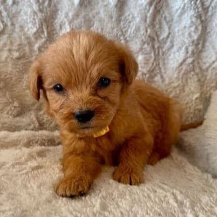 YELLOW BOY - F1B - Goldendoodle Male