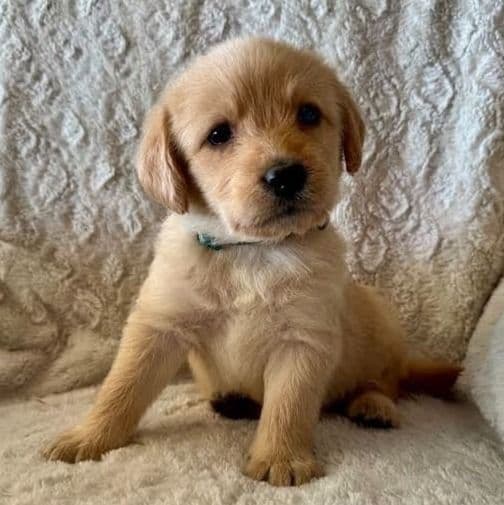 DARK GREEN - F1B - Goldendoodle Male