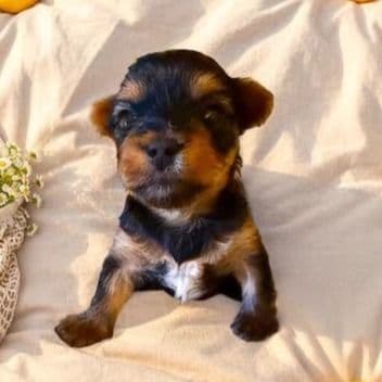 July  - Yorkshire Terrier Female