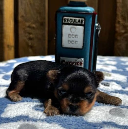 Ziggy - Yorkshire Terrier Male