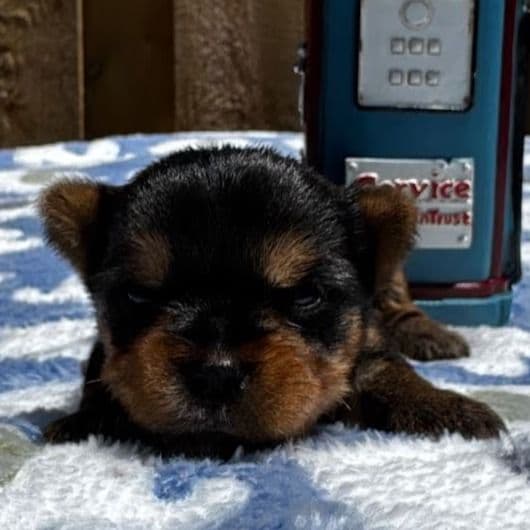 Zeus - Yorkshire Terrier Female