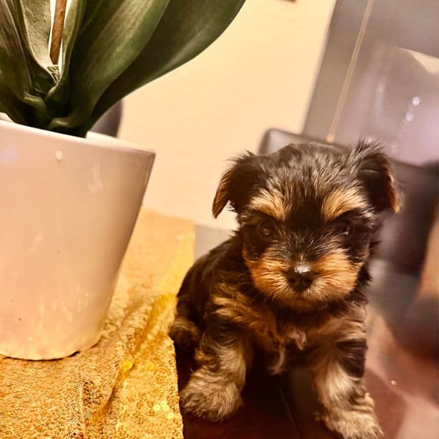 June - Yorkshire Terrier Female