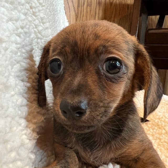 Fun Lil Bella~! - Chiweenie Female