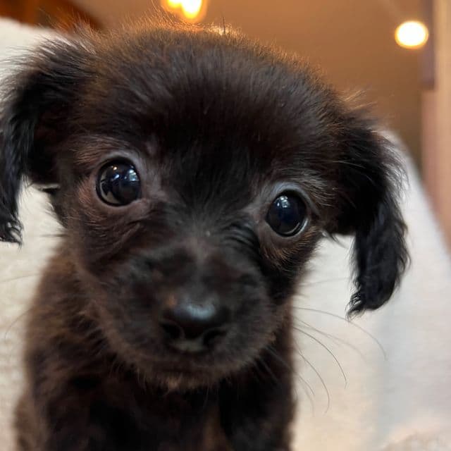 Tiny Lil Beau~! - Chiweenie Male