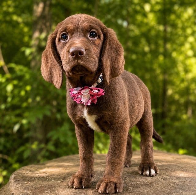 Elena - Springador Female