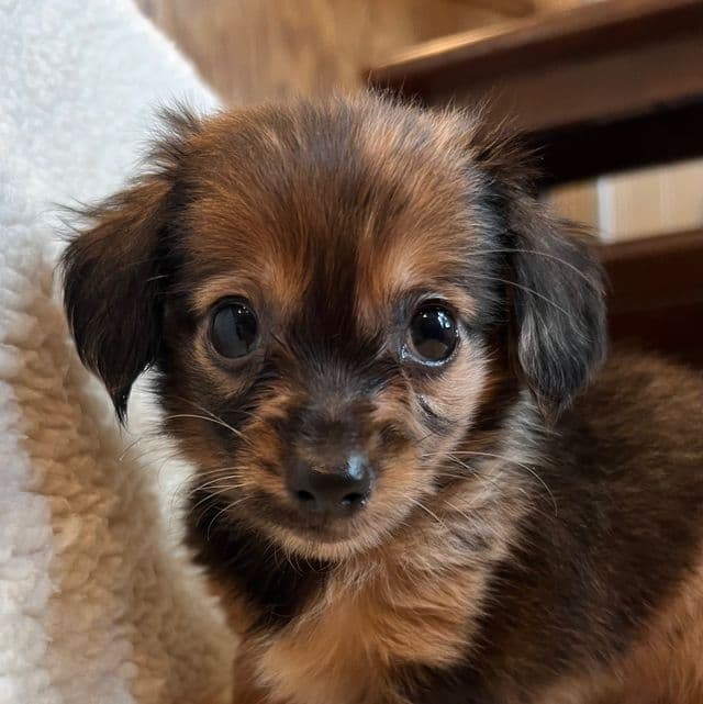 Sweet Benny~! - Chiweenie Male