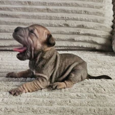 Tortellini - Chinese Shar-Pei Female