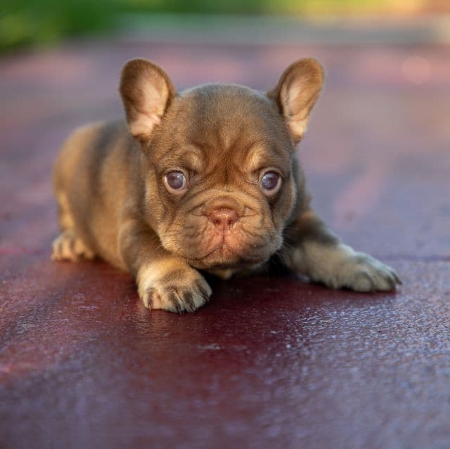 Tiffany - French Bulldog Female