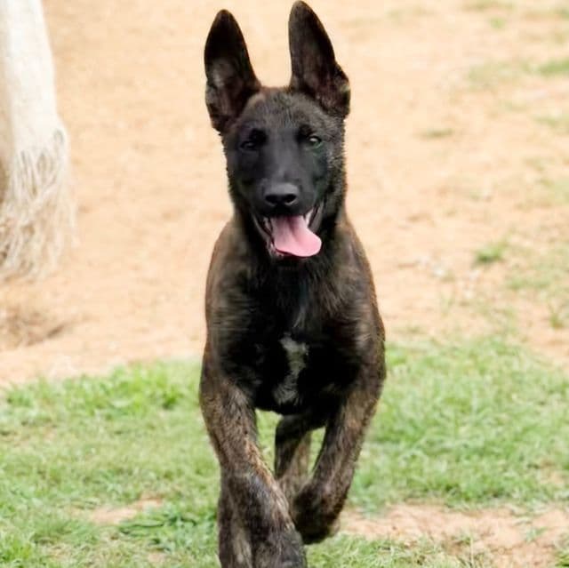 Ruger - Dutch Shepherd Male