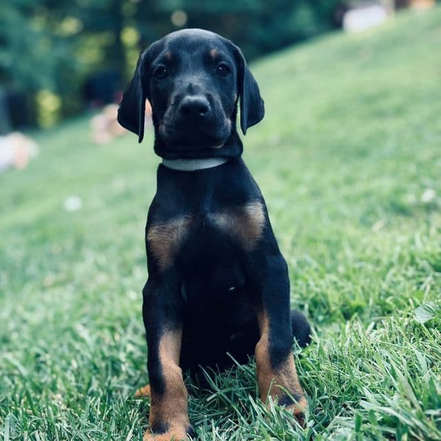 Ghost - Doberman Pinscher Male