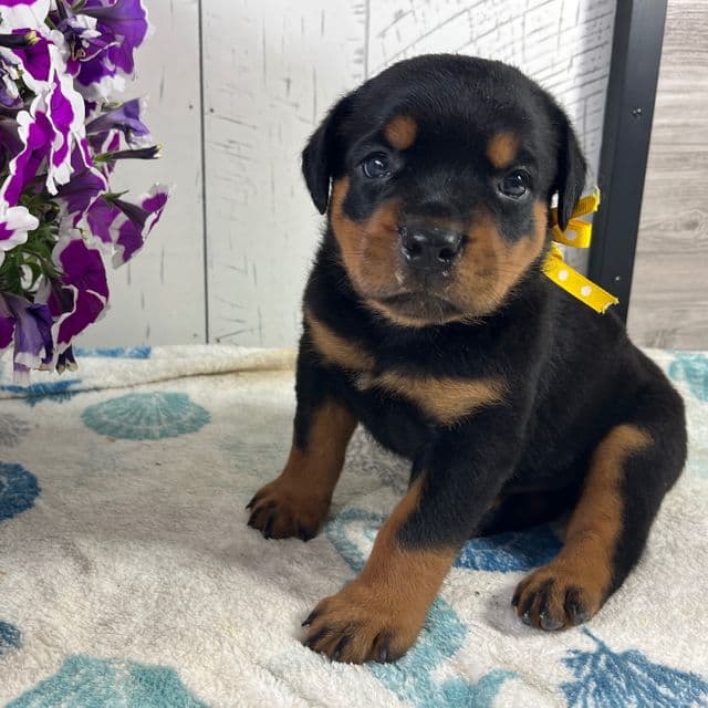 Walter - Rottweiler Male