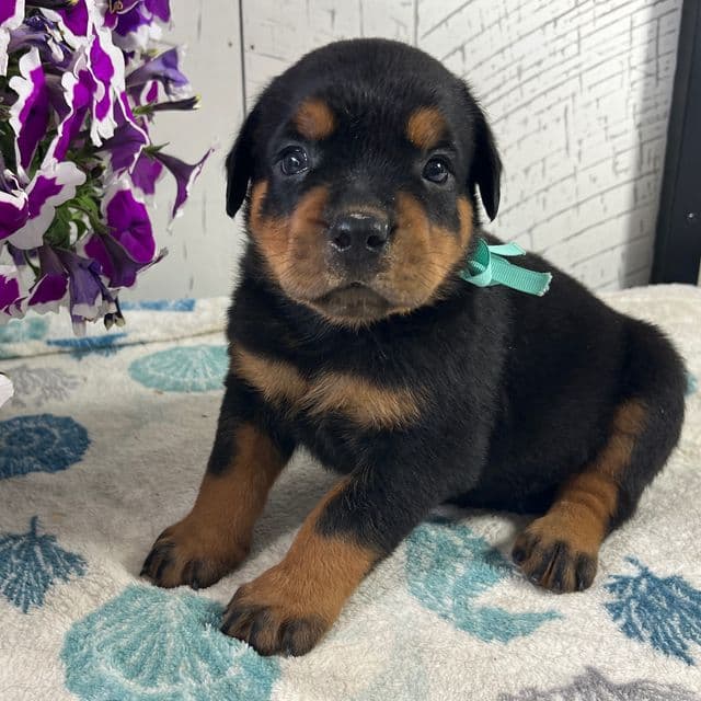 Moose - Rottweiler Male