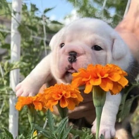 Bee - English Bulldog Female