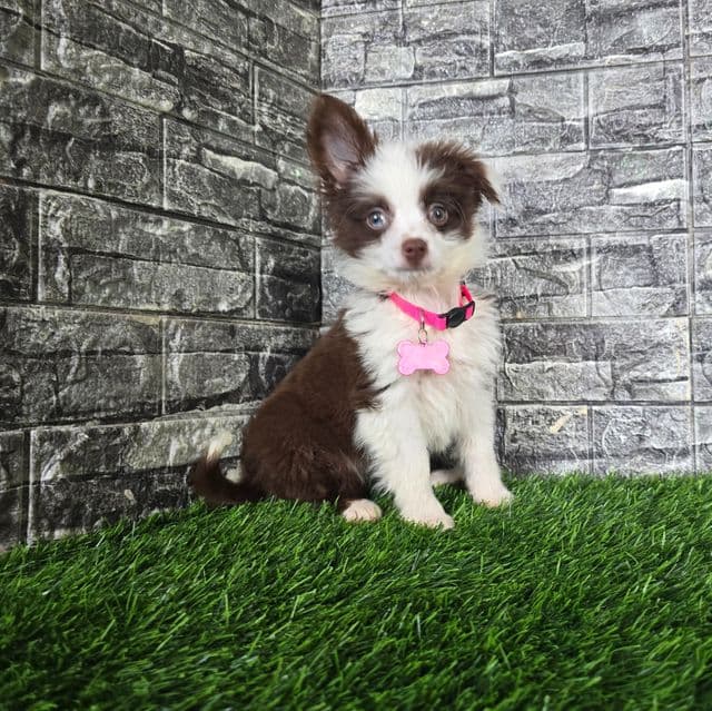 Lilly - Australian Shepherd Female