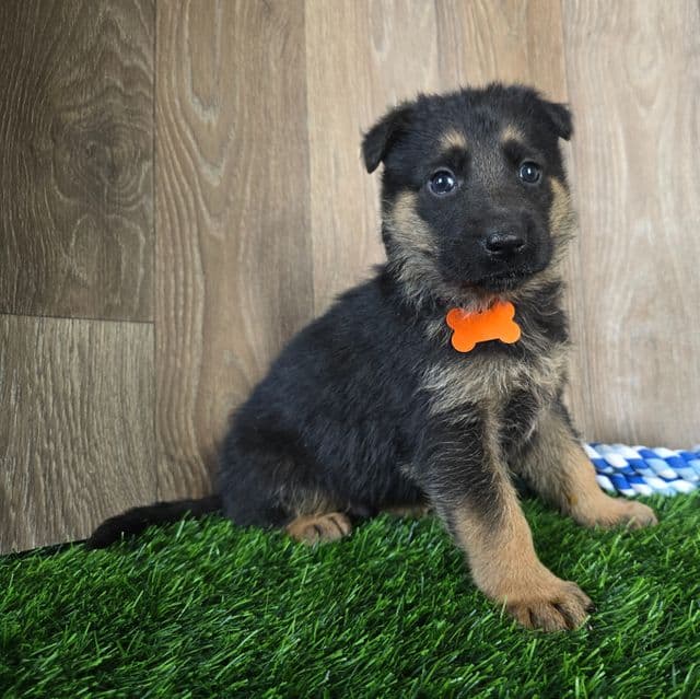 Gatlin - German Shepherd Dog Male