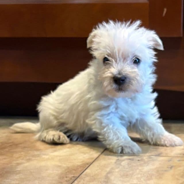 Wallace  - West Highland White Terrier Male