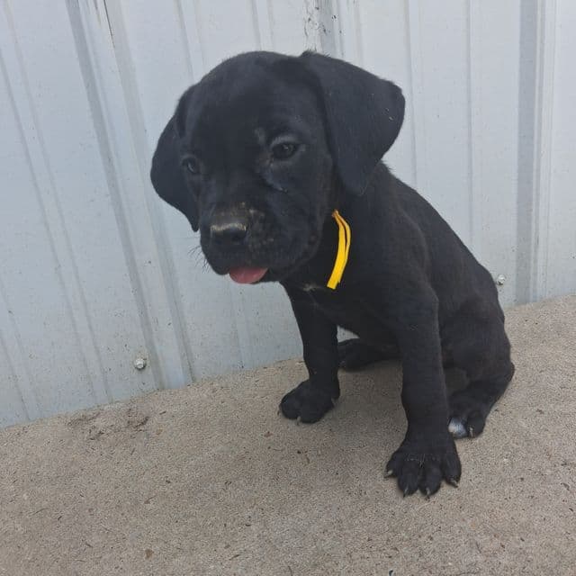 Yellow collar - Cane Corso Female