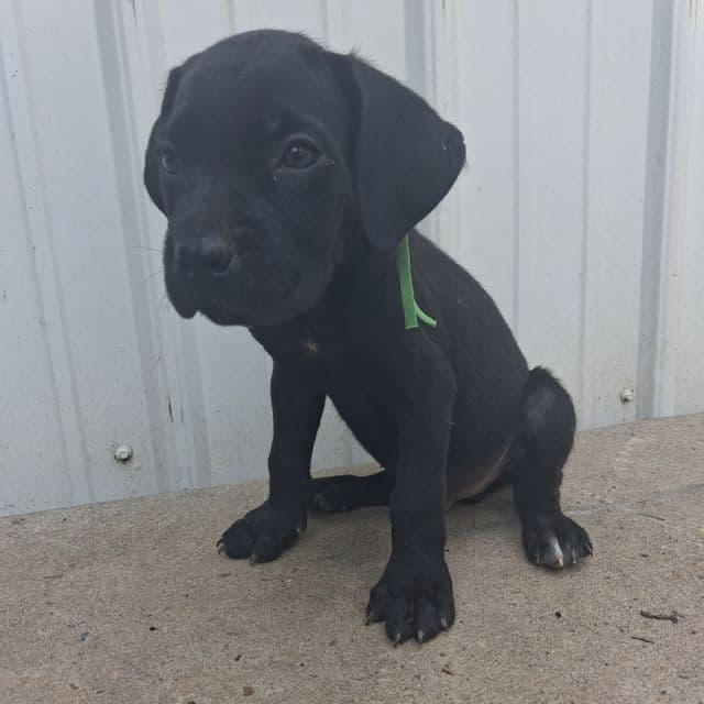 Green collar  - Cane Corso Male