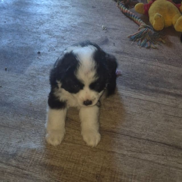 Mork - Miniature American Shepherd (Mini Aussie) Male