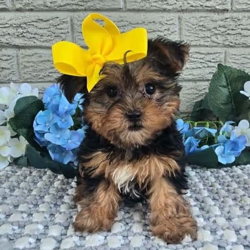 Little Pippy - Yorkshire Terrier Female