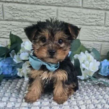 Neeko - Yorkshire Terrier Male