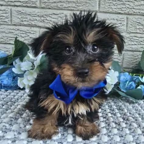 Bastian - Yorkshire Terrier Male