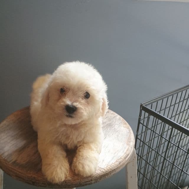Buster - Bichon Frise Male