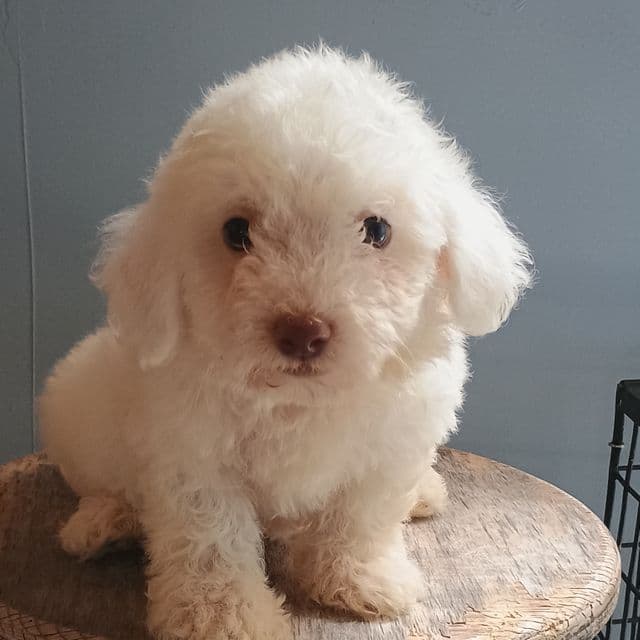 Bixby - Bichon Frise Male