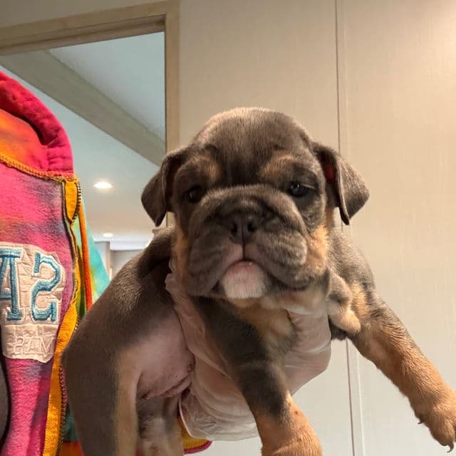 Girl 1 - English Bulldog Female