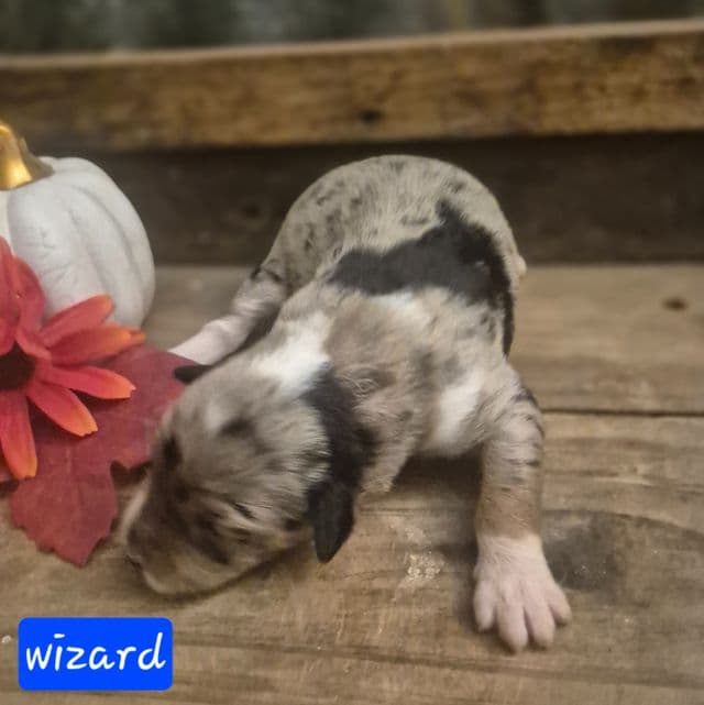 Wizard - Aussiedoodle Male