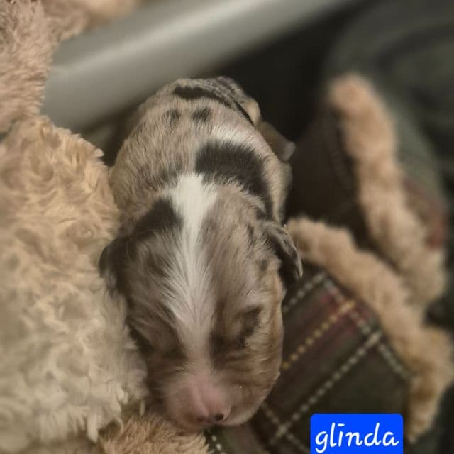 Glinda - Aussiedoodle Female