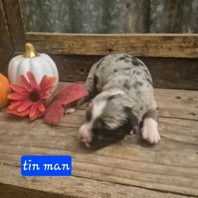 Tin man - Aussiedoodle Male