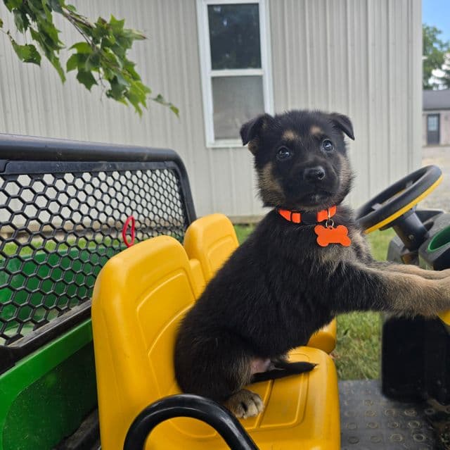 Gatlin - German Shepherd Dog Male