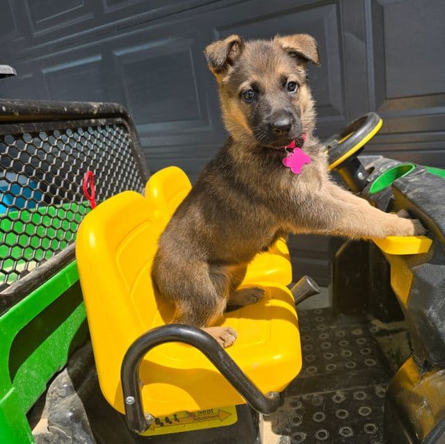 Hannah - German Shepherd Dog Female