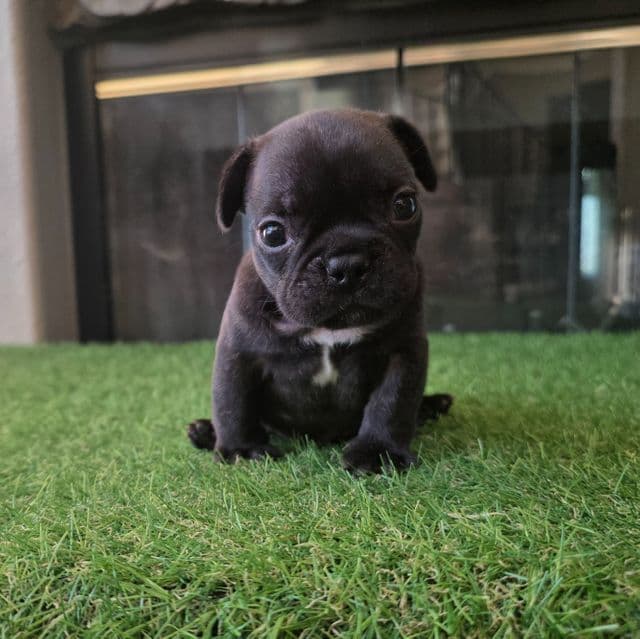 Bao - French Bulldog Male