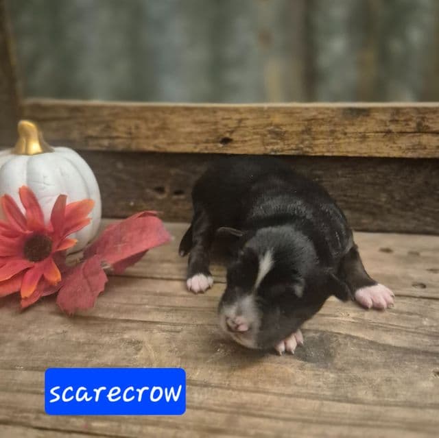 Scarecrow - Aussiedoodle Male
