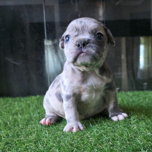 Mochi - French Bulldog Female